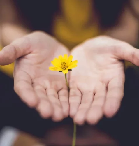 Hands cupping flowe